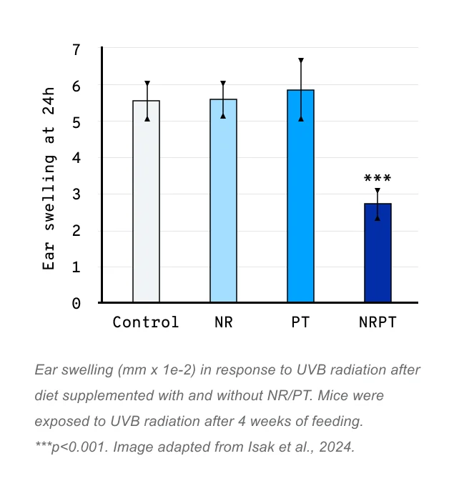 Ear swelling at 24h | Ear swelling (mm x 1e-2) in response to UVB radiation after diet supplemented with and without NR/PT. Mice were exposed to UVB radiation after 4 weeks of feeding. ***p<0.001. Image adapted from Isak et al., 2024.