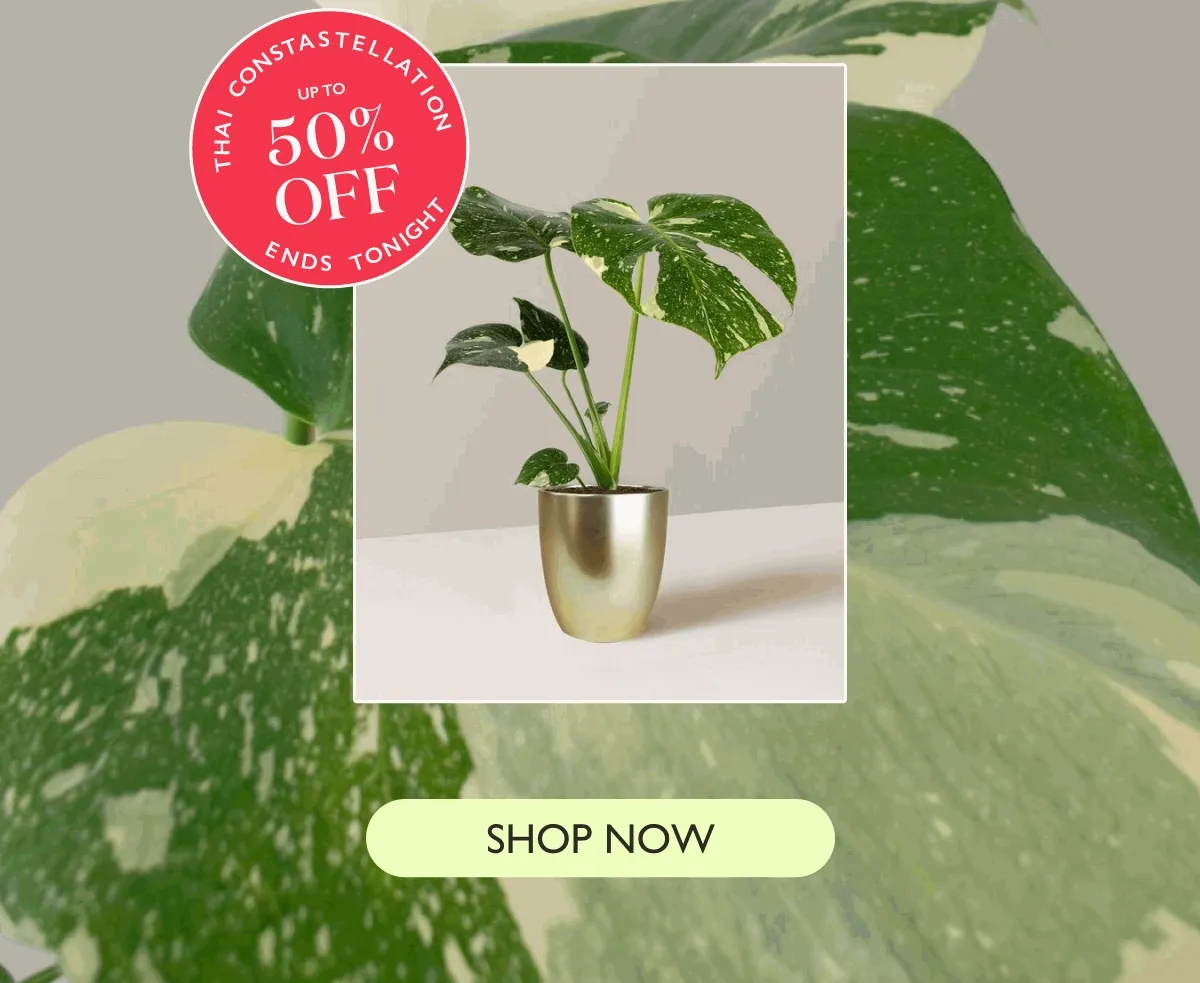 Last Chance: 50% off Monstera Thai Constellation
