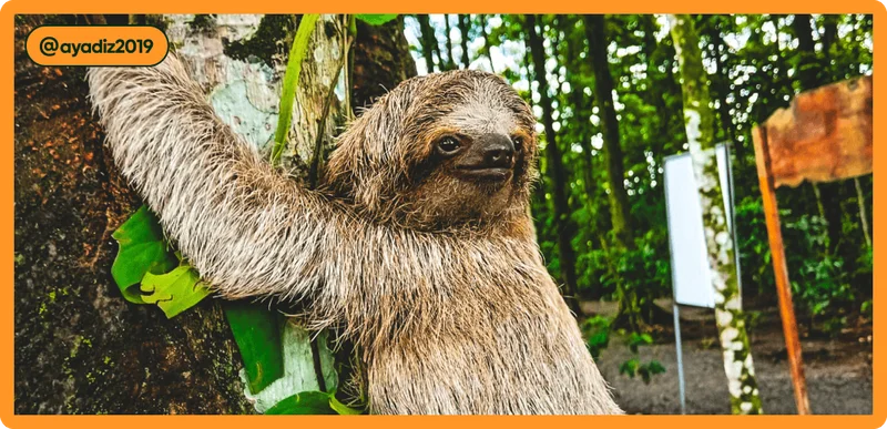 Image description: A sloth hanging on a tree.