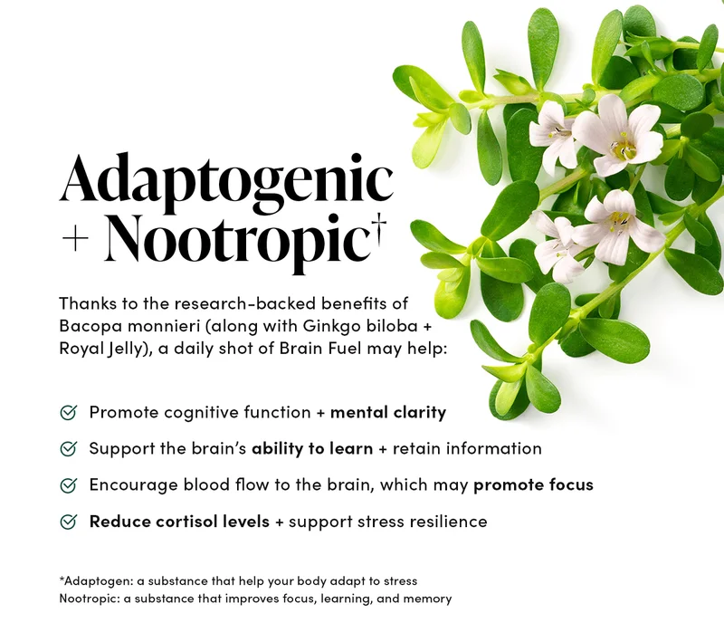 Adaptogenic + Nootropic*             Thanks to the research-backed benefits of Bacopa monnieri (along with Ginkgo biloba + Royal Jelly), a daily shot of Brain Fuel may help:    Promote cognitive function + mental clarity Support the brain’s ability to learn + retain information  Encourage blood flow to the brain, which may promote focus    Reduce cortisol levels + support stress resilience    *Adaptogen: a substance that help your body adapt to stress Nootropic: a substance that improves focus, learning, and memory
