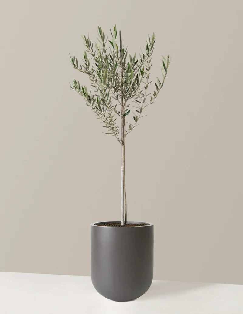 Image of Large Olive Tree