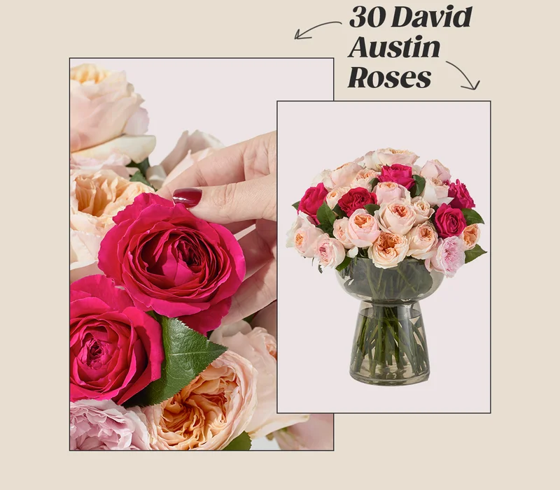 Featured Bouq: 30 David Austin Roses
