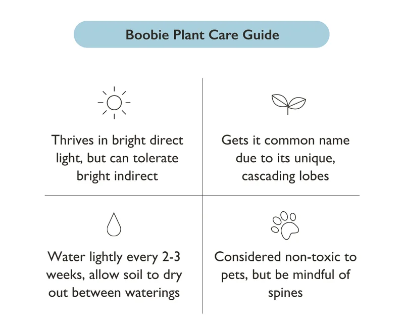 Thrives in bright direct light. Water sparingly. Pet-friendly!