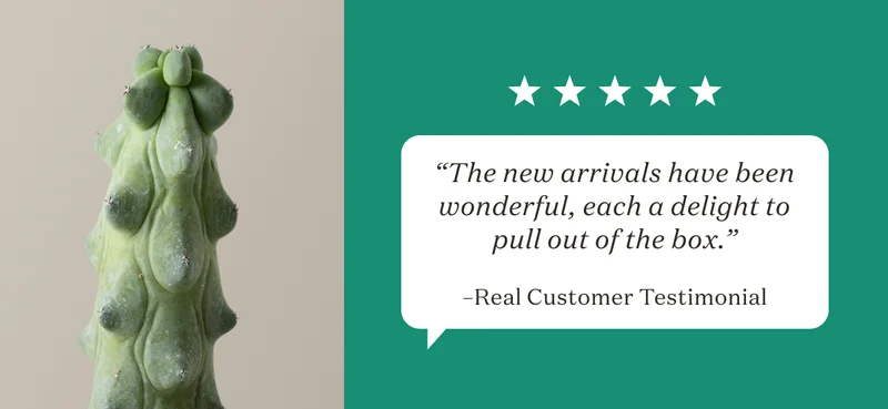 “The new arrivals have been wonderful, each a delight to pull out of the box.” –Real Customer Testimonial
