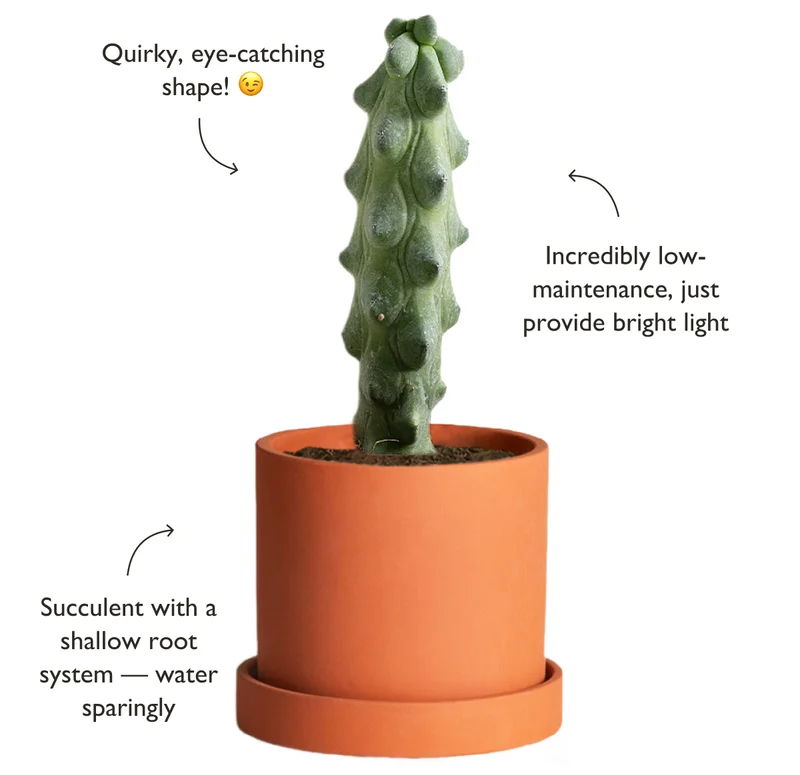 The Boobie Cactus + Cream Hyde Planter