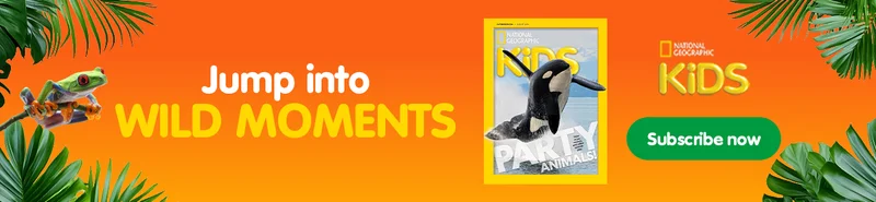 An orange background with a magazine cover featuring a jumping orca and a frog, promoting a subscription to National Geographic Kids.