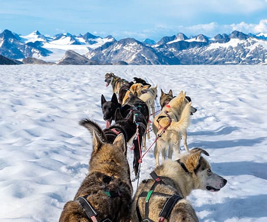 DOG SLEDDING