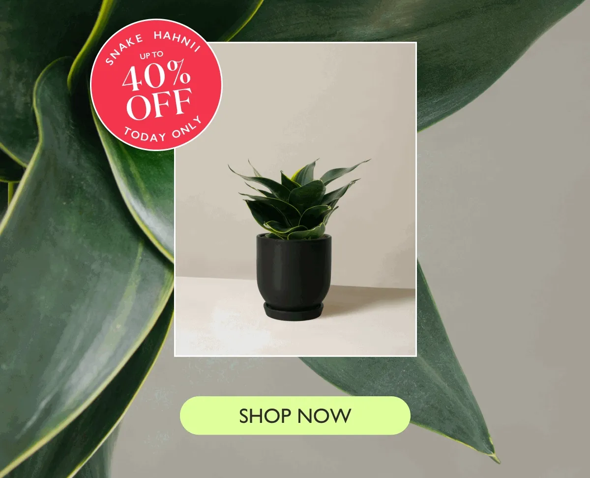 Up to 43% off the Snake Plant Hahnii Ends at 12AM EST