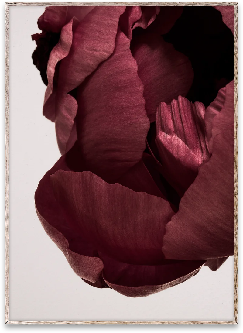 Peonia 02