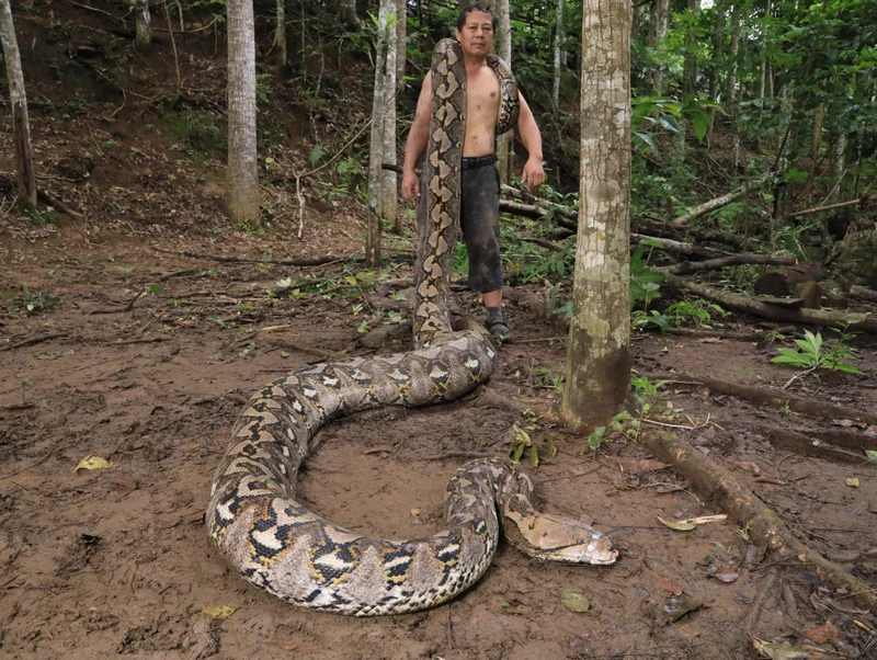 The record-breaking snake Ibu Baron, a name which means 'The Baroness.”