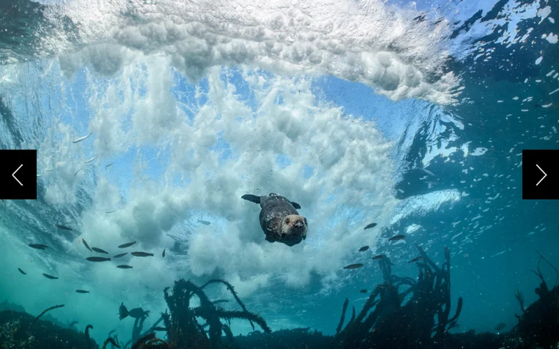 At once calm and agile beneath rough surf, a young sea otter glides through California’s Monterey Bay, looking for mussels. The diving power of these mammals suits their enormous appetites; while foraging underwater, they typically find food in a minute or two.