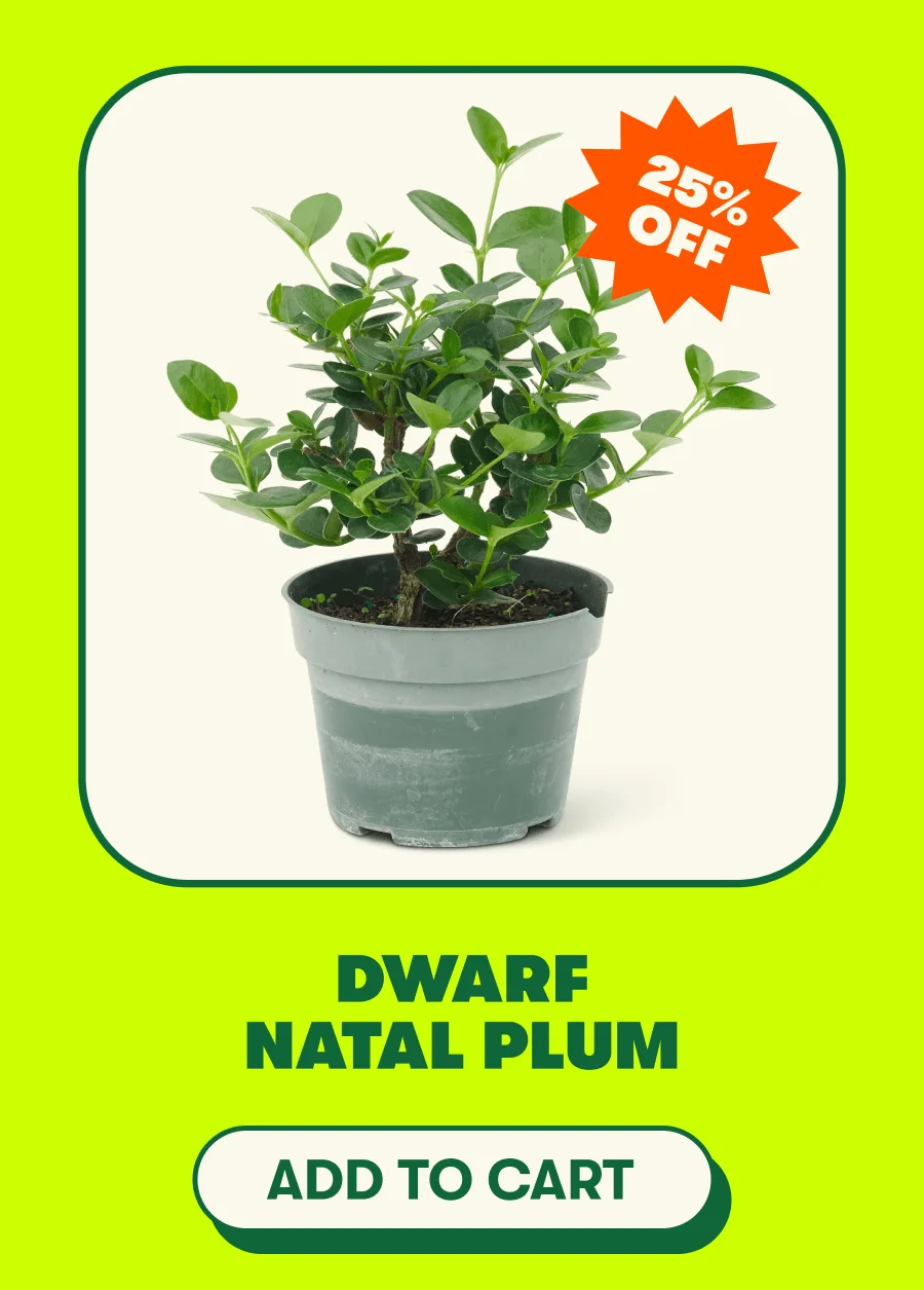 Dwarf Natal Plum PERCENT OFF: 25% OFF [ADD TO CART]