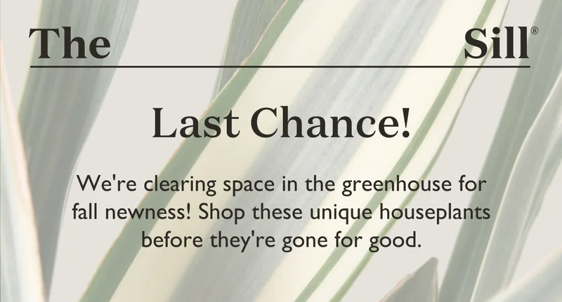 Last Chance! Shop before they're good for good.