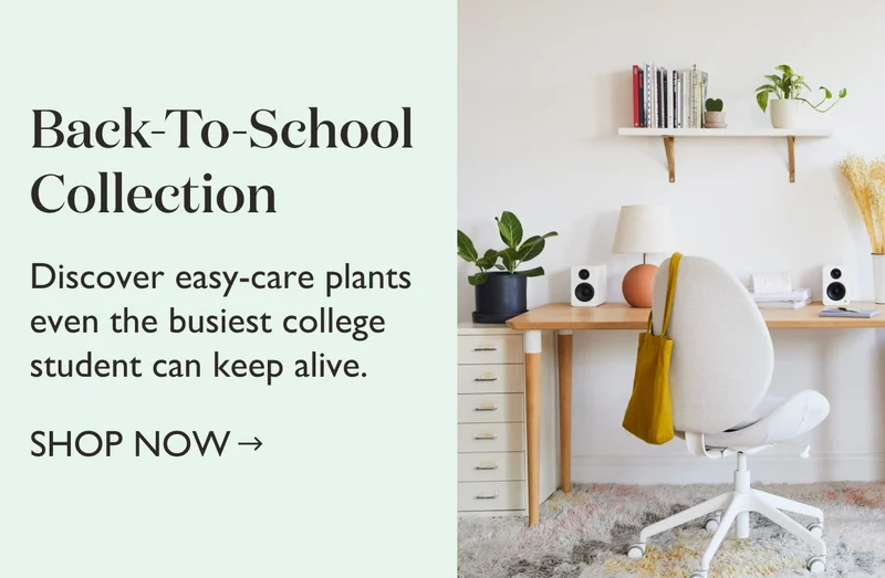 Shop the Back-To-School Collection