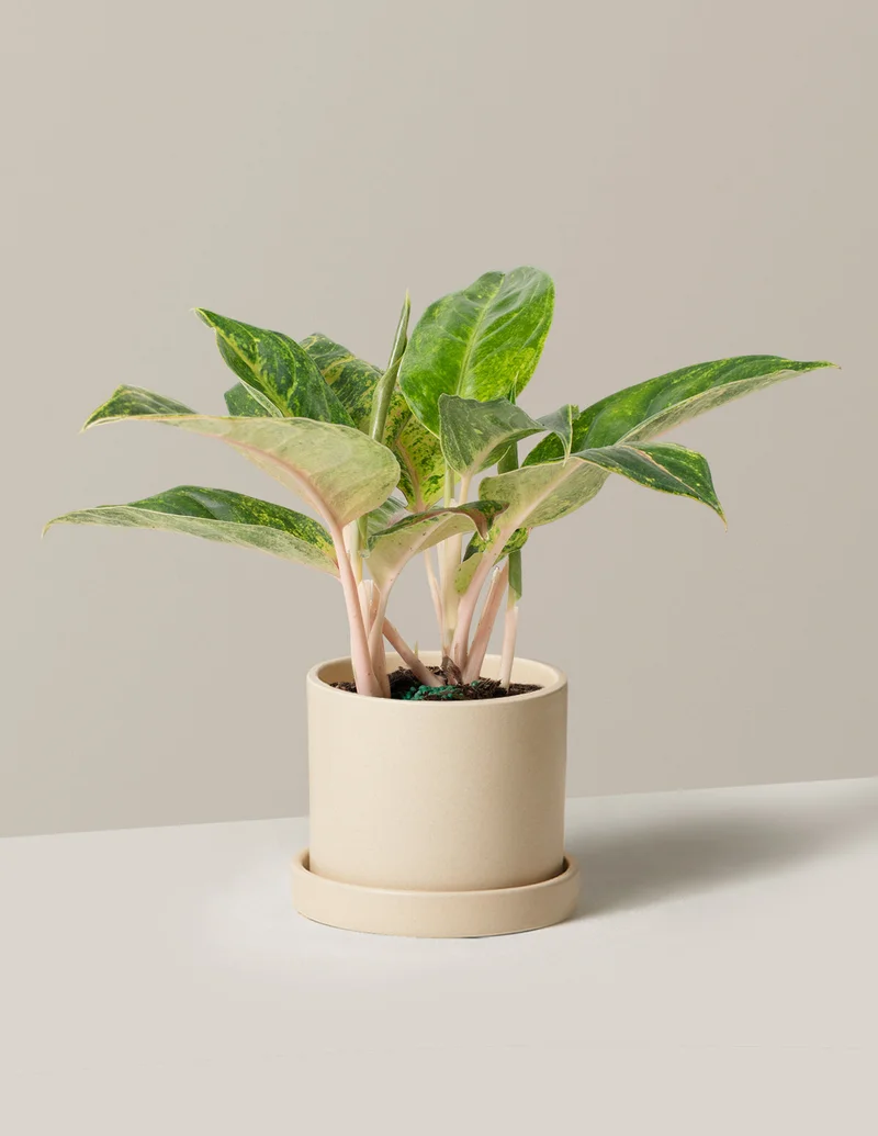 Image of Aglaonema Green Papaya