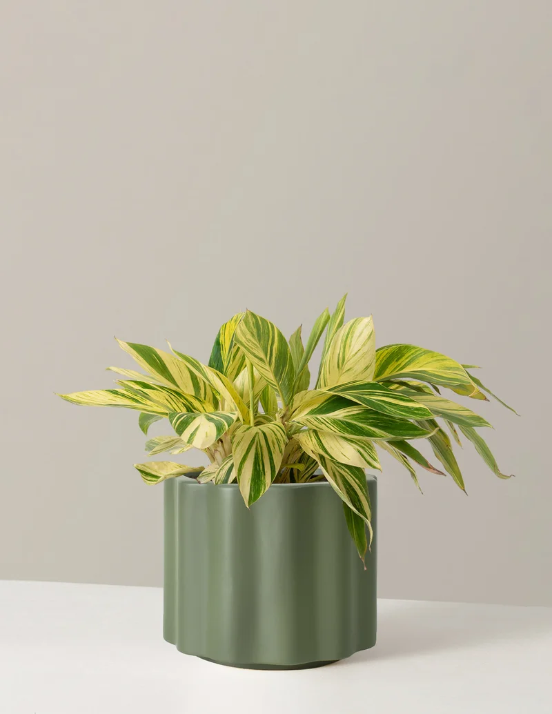 Image of Variegated Ginger