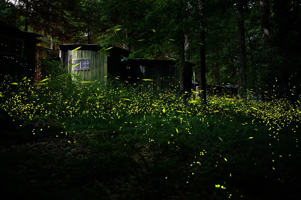 A dark forest with trees and thousands of small, short, yellow streaks representing fireflies.