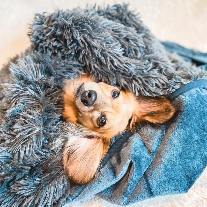 Image of PawProof Throw Blanket