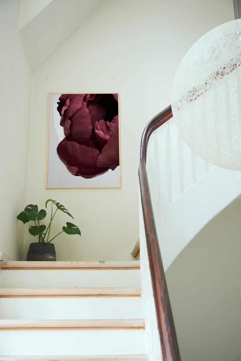 Peonia 02