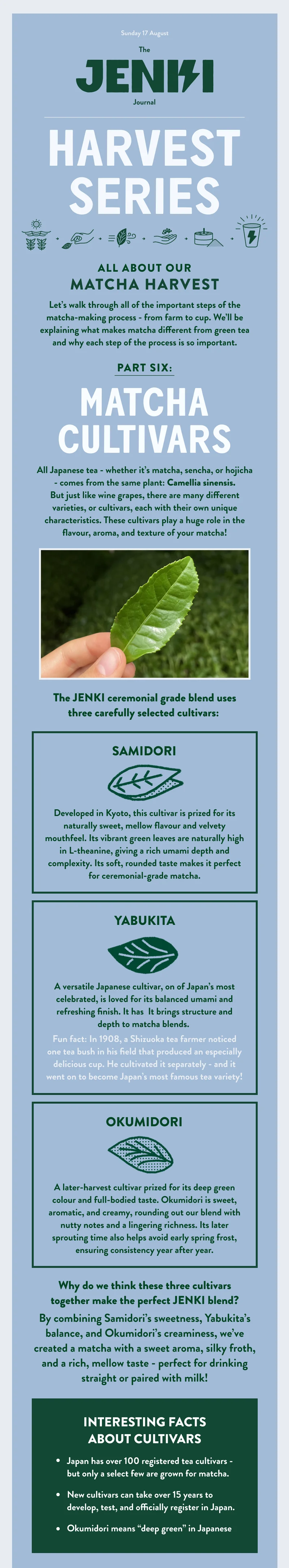 Matcha Cultivars