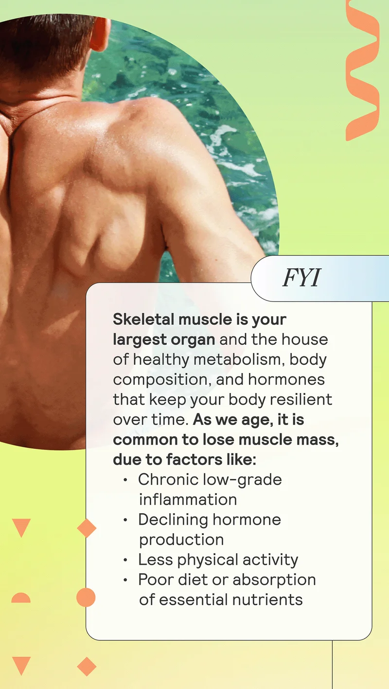 FYI: Skeletal muscle is your largest organ and the house of healthy metabolism, body composition, and hormones that keep your body resilient over time. As we age, it is common to lose muscle mass, due to factors like: Chronic low-grade inflammationDeclining hormone productionLess physical activityPoor diet or absorption of essential nutrients