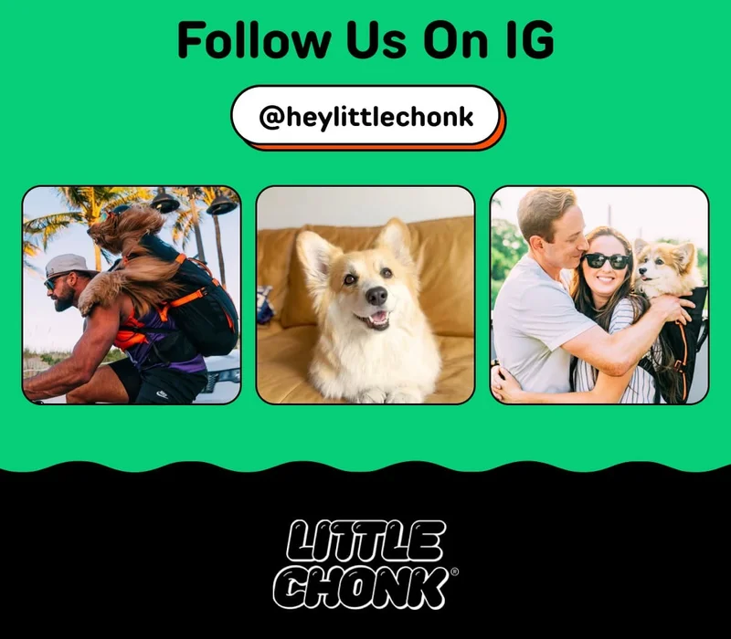Let's get moving with Little Chonk