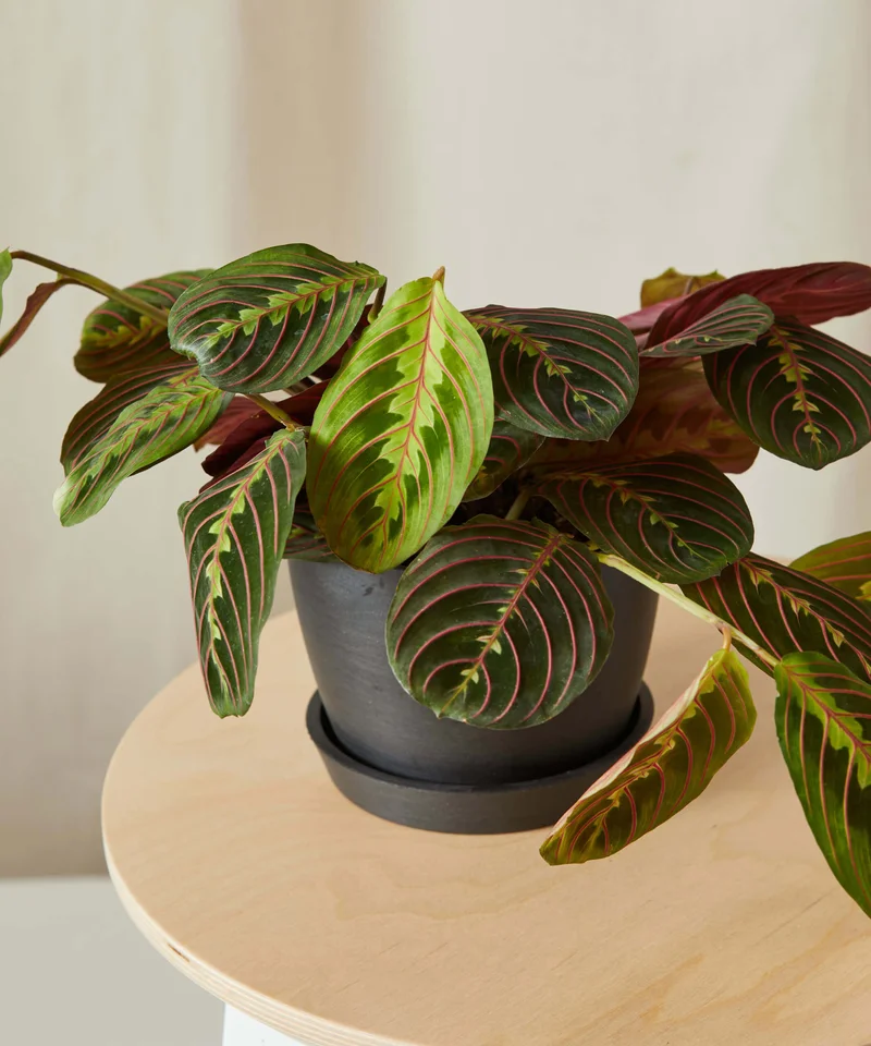 Image of Red Prayer Plant
