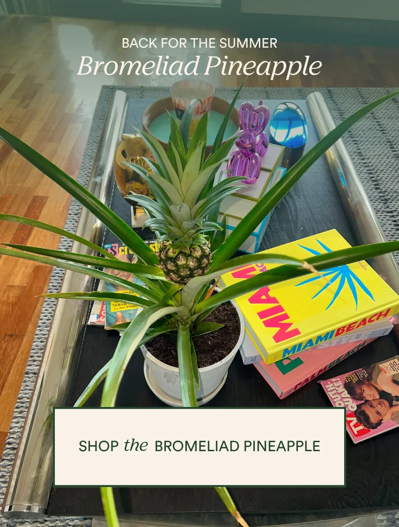 shop the bromeliad pineapple