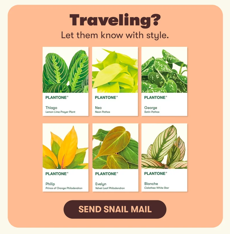 Traveling? Let them know with style. Send Snail Mail