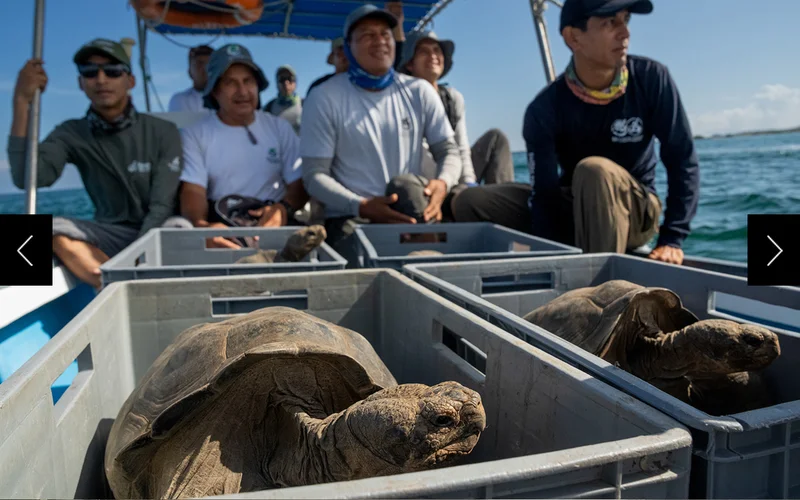 Galápagos National Park rangers transport young hybrid tortoises to Floreana Island.