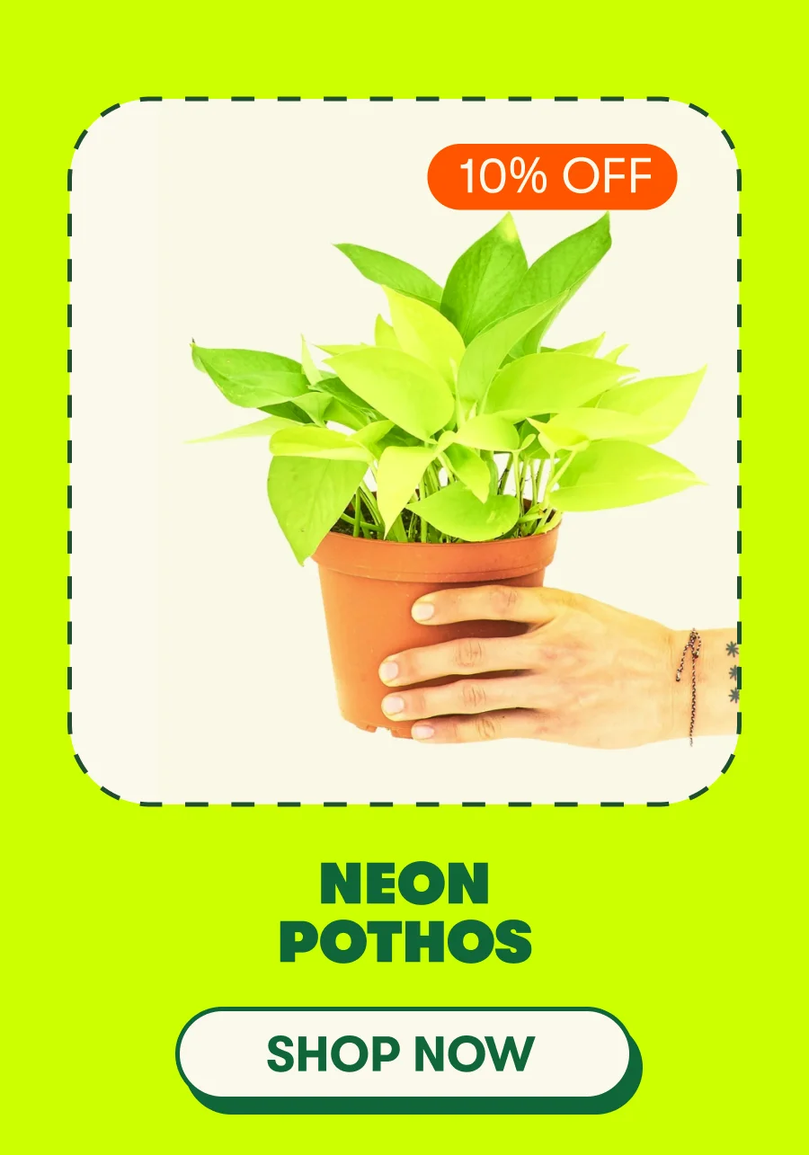 Neon Pothos