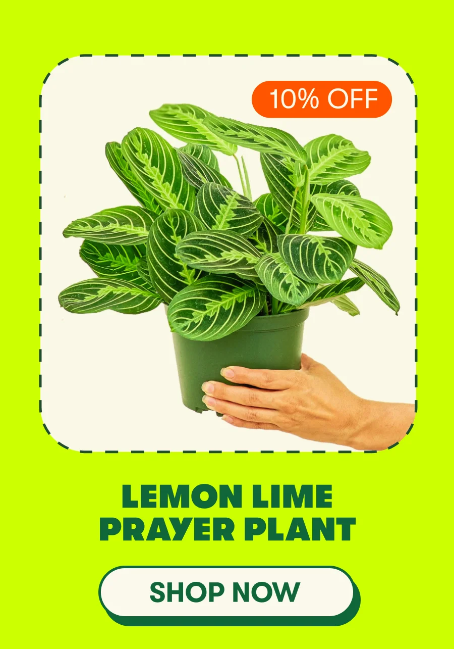 Lemon Lime Prayer Plant