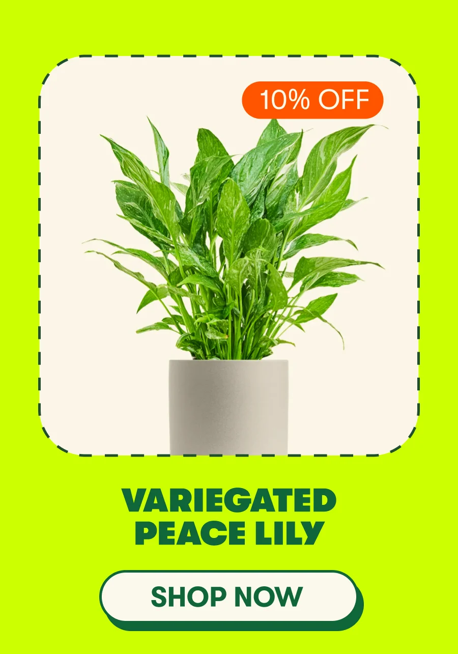 Variegated Peace Lily