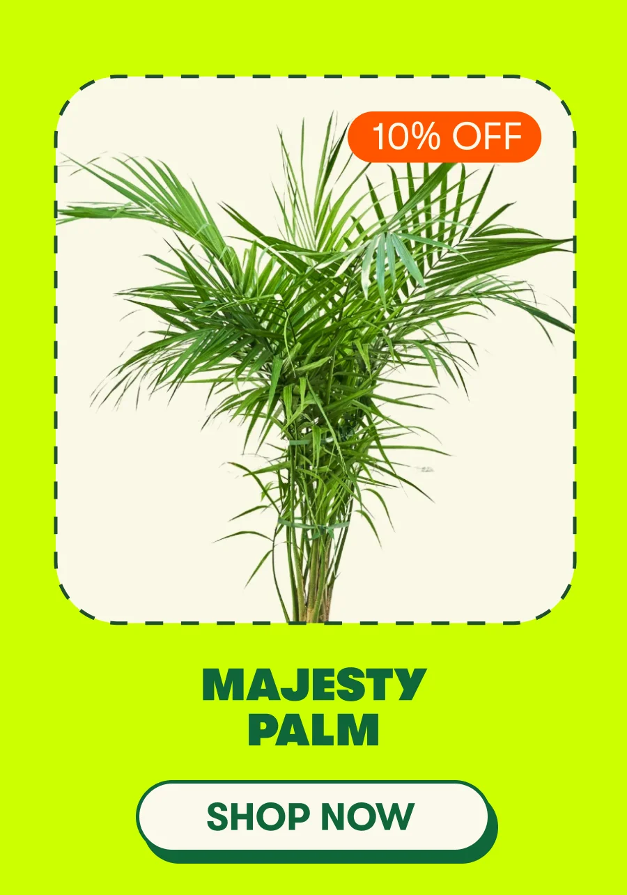 Majesty Palm