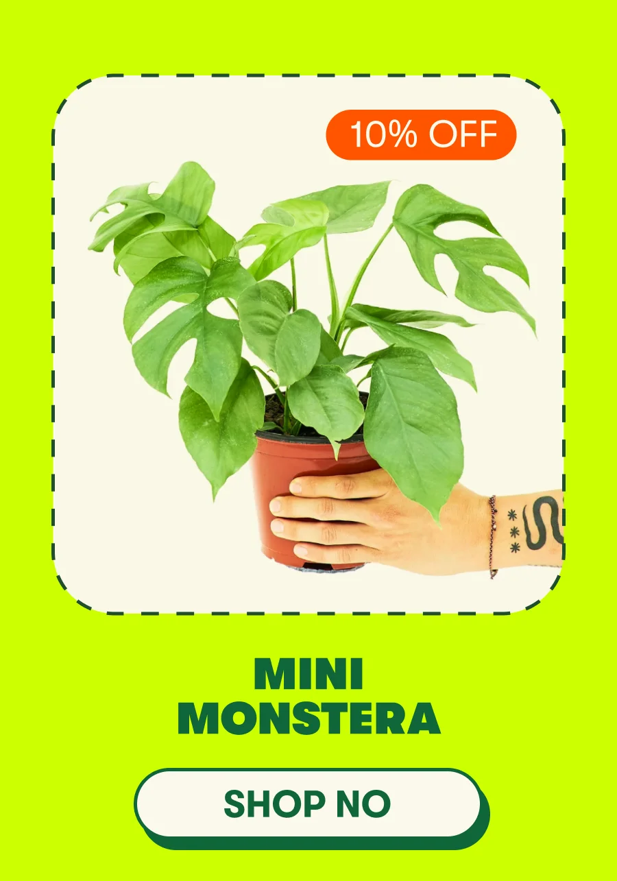 Mini Monstera