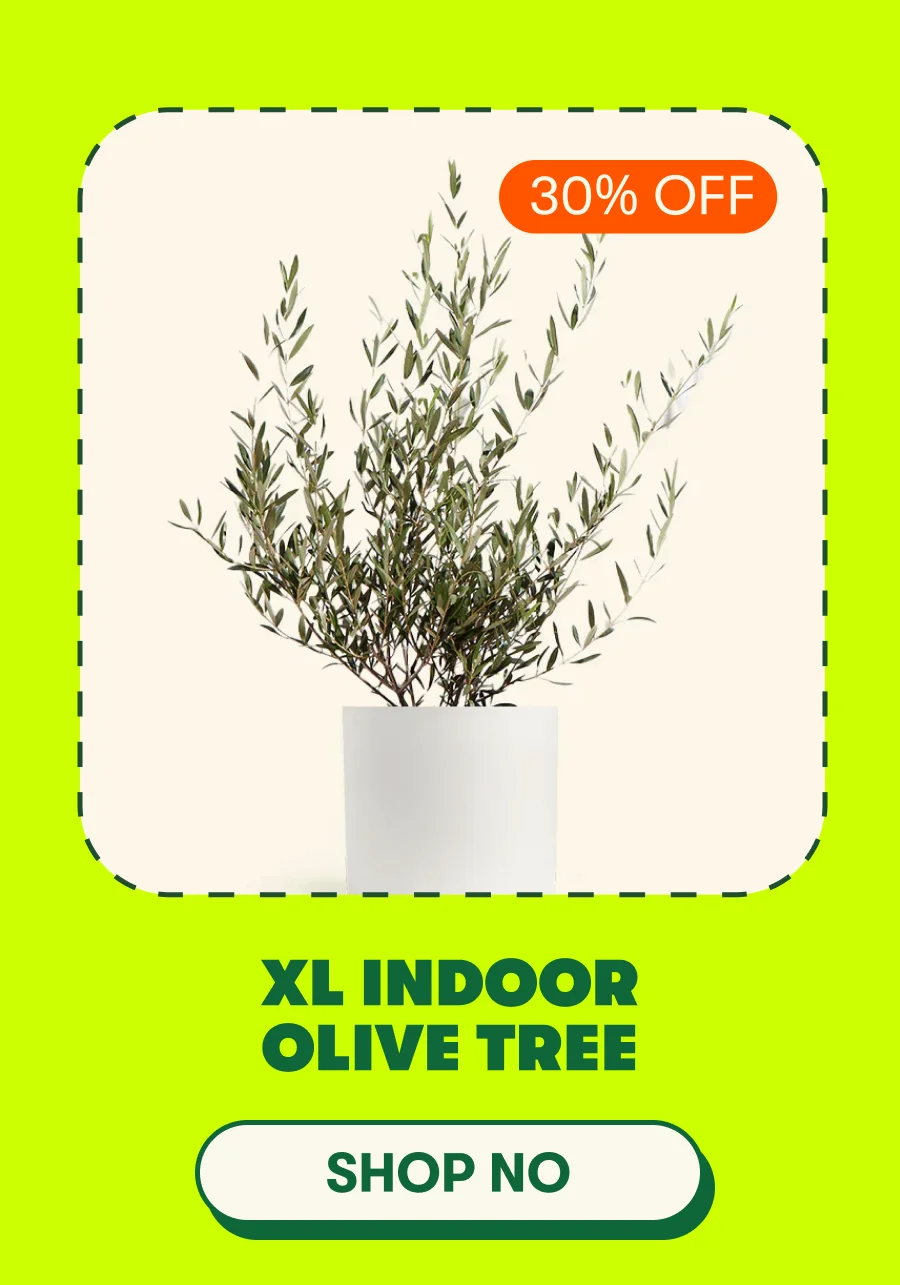 Olive Tree