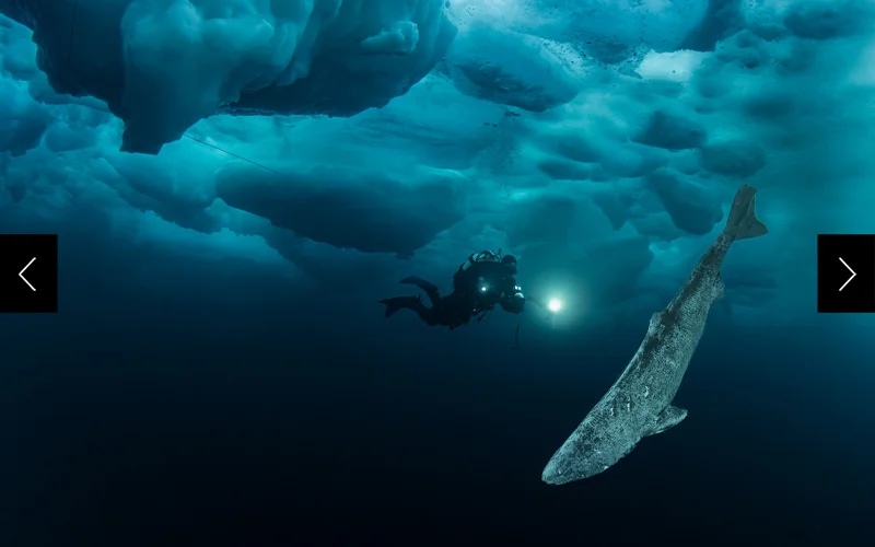 A Greenland shark (right) swims past a diver (left).