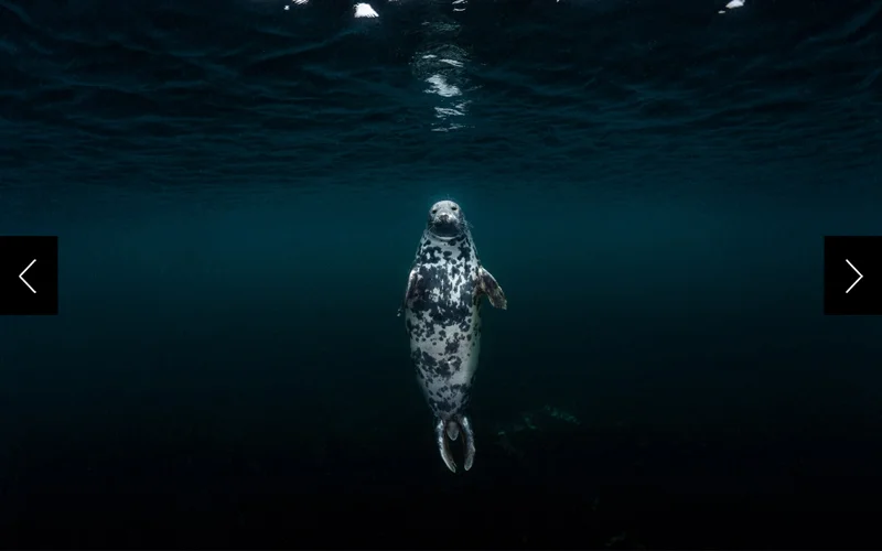 A gray seal (center) hovers upright underwater.