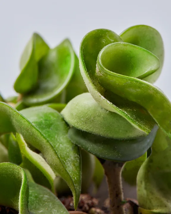 hoya compacta detail