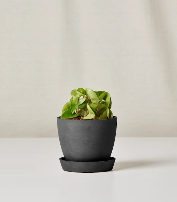 hoya compacta in charcoal