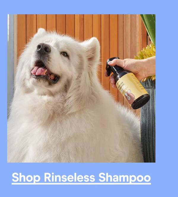 rinseless shampoo
