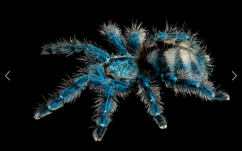 The Antilles pinktoe