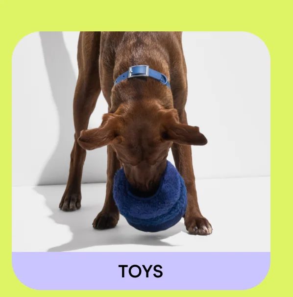 Shop Toys