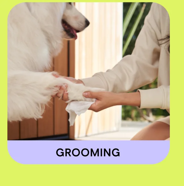 Shop Grooming