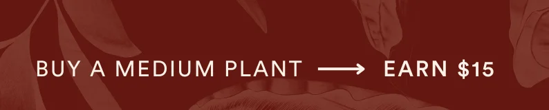 buy a medium plant, earn $15