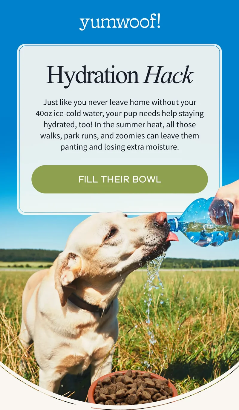 Yumwoof! | Hydration Hack | Just like you never leave home without your 40oz ice-cold water, your pup needs help staying hydrated, too! In the summer heat, all those walks, park runs, and zoomies can leave them panting and losing extra moisture. | FILL THEIR BOWL