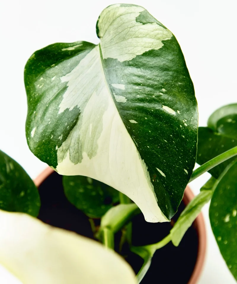 Monstera thai overhead shot of variegated leaf