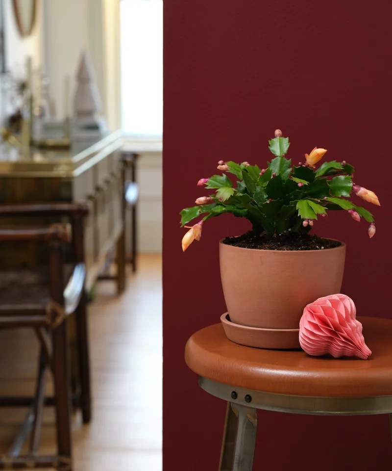 Image of Zygo Cactus