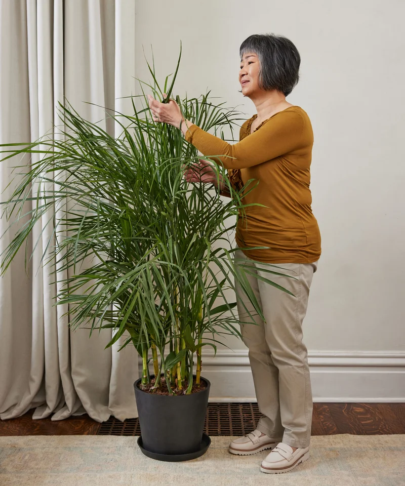 Lady with bamboo palm