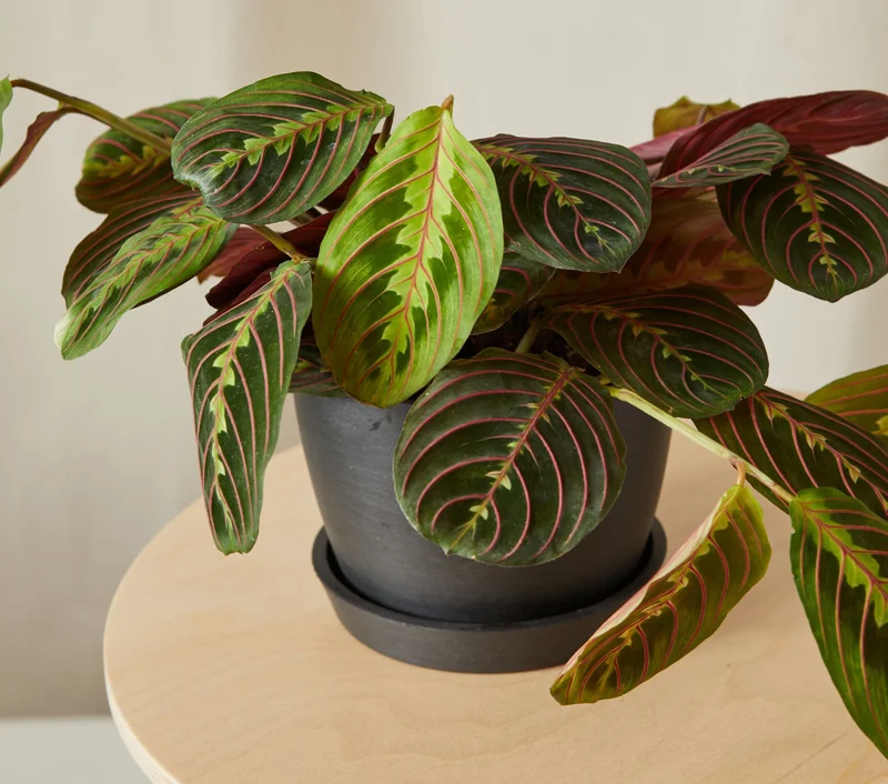 red prayer angled shot